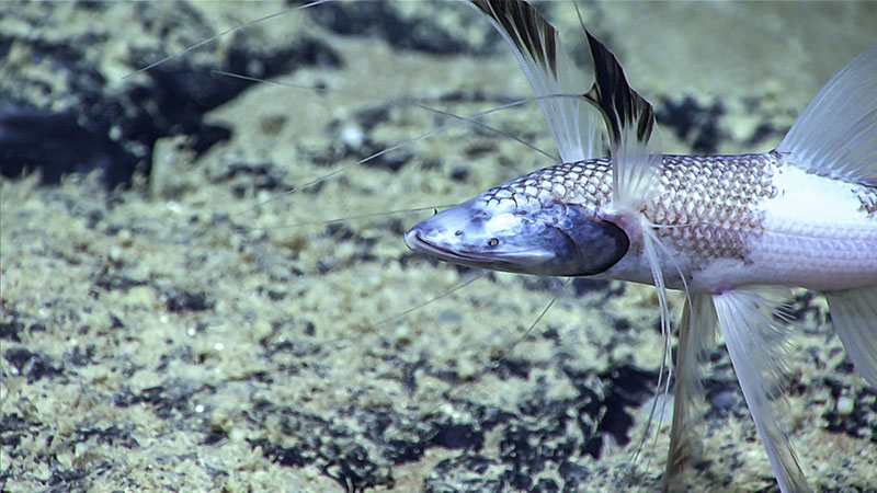 A Tripod Fish (Bathypterois grallator) props itself up on the seafloor. This blind ambush predator rests on a modified set of fins awaiting a meal to pass close enough to catch. It’s pectoral fins are tipped with sensitive feelers that extend out in front of the fish and allows it to sense prey nearby.