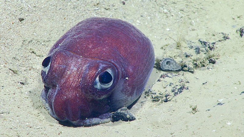 A bobtail rests on the seafloor. These cephalopods are actually not squid, but more closely related to cuttlefish. As this bobtail sits on the seafloor, it is easy to see why they are also known as ‘stubby’ or ‘dumpling’ squid.