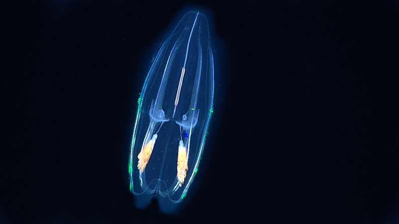 A ctenophore from the midwater section of Dive 09 of the Windows to the Deep 2019 expedition. The iridescent greens and blues along the outer edge are caused by light from the remotely operated vehicle lights refracting off of the hundreds of combs, or ctenes, that the ctenophore uses to swim in the water column. These ctenes are made up of many fused flagella. Ctenophores are the largest animals to use flagella as their primary means of movement.