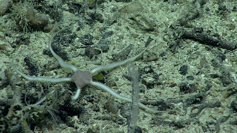 This brittle star showed the disk covered, or even replaced, by a translucent purple bag-like covering. The arms were also covered by translucent tissue.