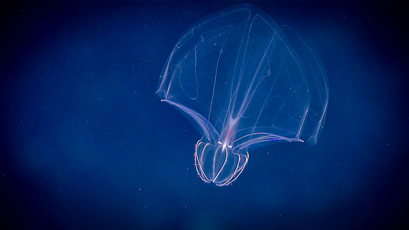 A lobate ctenophore found during midwater exploration on the Windows to the Deep 2019 expedition. So little is known about these deep-water gelatinous organisms that every sample we collect helps to further characterize the species and its taxonomy.