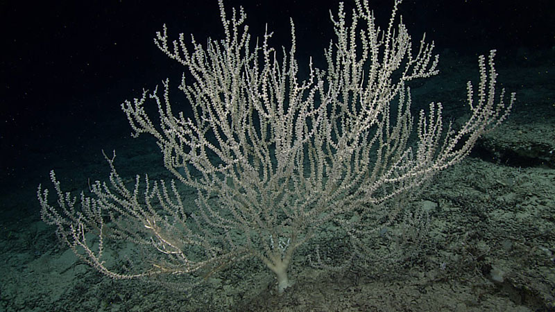 Large (and likely very old) bamboo coral found during Dive 06 of Windows to the Deep 2019 in a region originally thought to be a seep site.