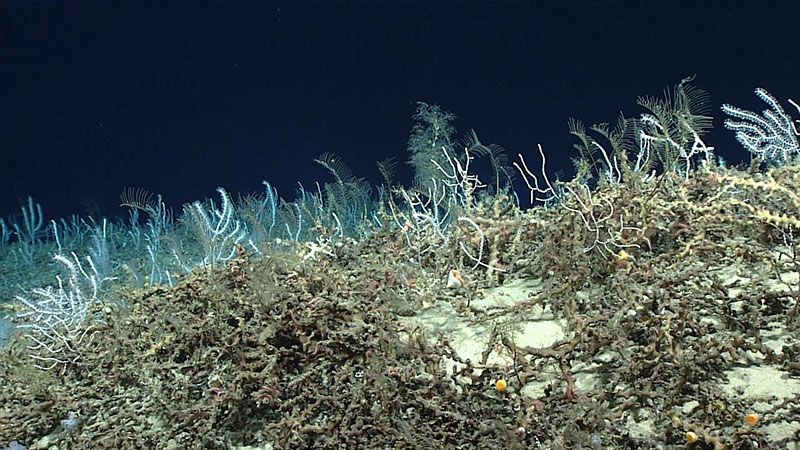Fields of corals on Central Black Plateau during Dive 05 of Windows to the Deep 2019.