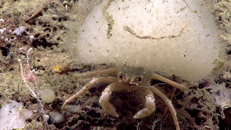 Crab holding a hexactinellid (glass sponge) on its back using the sponge’s sharp spicules for protection.