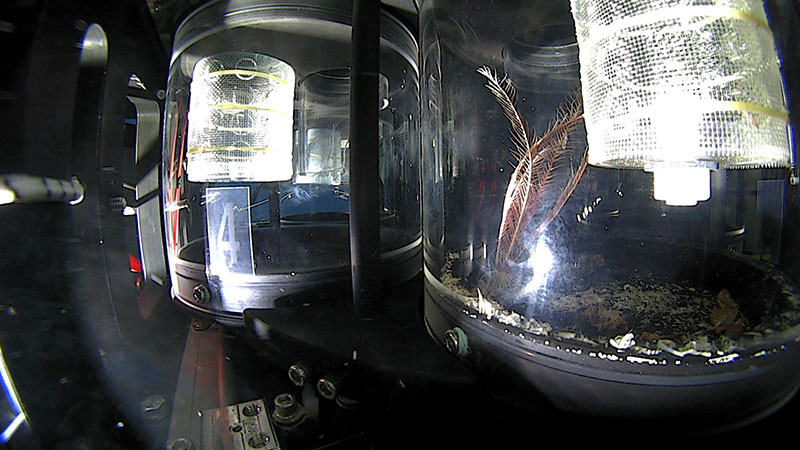 Close-up image of the suction sampler sample jars with one of them containing a crinoid sample from Dive 2 of the Window to the Deep 2019 expedition.