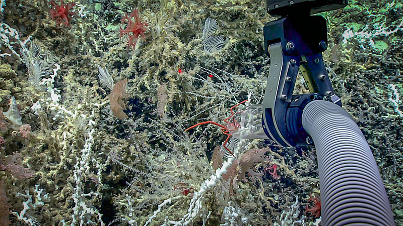 A squat lobster was sampled around 722 meters (2,369 feet) using the suction sampler during the first dive of the Windows to the Deep 2019 expedition.