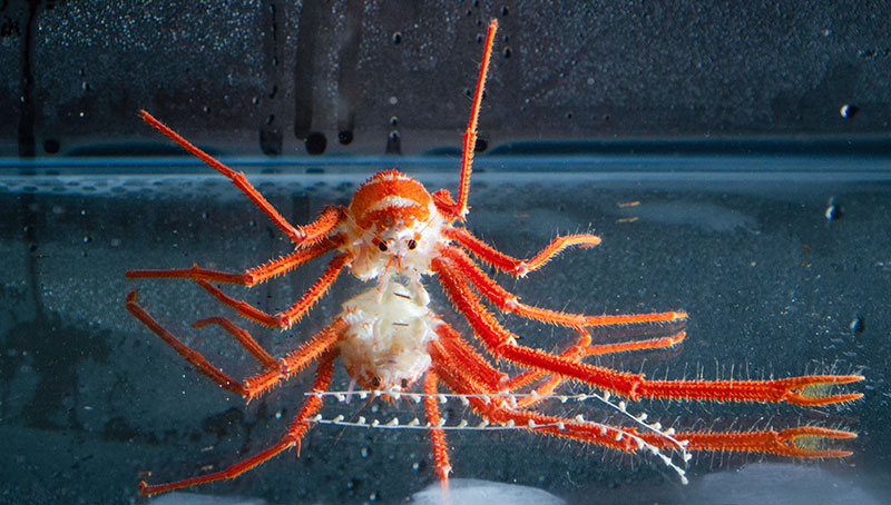 This squat lobster was collected during the first dive of the Windows to the Deep 2019 expedition. It was collected using the suction sampler and placed in a tank on NOAA Ship Okeanos Explorer, allowing scientists the opportunity to take detailed imagery for identification.