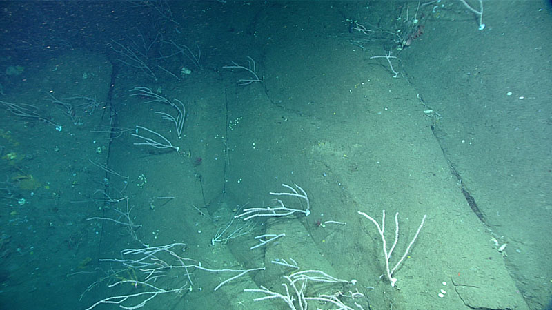 Dense community of bamboo corals documented on a steep slope incised with along-slope rills during dive 1 in the Gully Canyon.