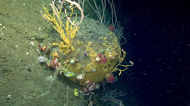 A diverse invertebrate community consisting of bamboo corals, zoanthids, mushroom corals, cup corals, and bivalves documented on a large rock during dive 1.