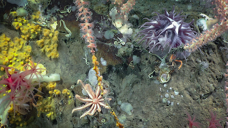 Close-up view of a diverse assemblage documented on dive 1 inside the Gully Canyon, including bamboo corals, zoanthids,  encrusting demosponges, hydroids, an anemone, a Freyella elegans seastar, and a squat lobster.