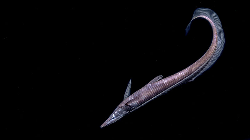 A halosaur fish swims along during the second dive of Deep Connections 2019.