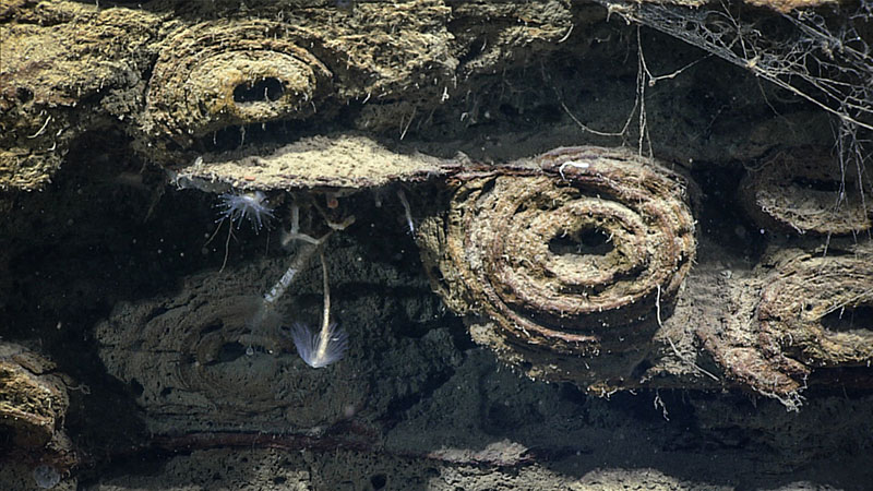 Pipe-like fluid channels on step face found during the second dive of Deep Connections 2019. One of these was sampled.
