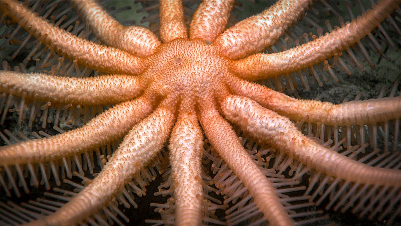 A Freyella elegans seastar imaged during the second dive of Deep Connections 2019.
