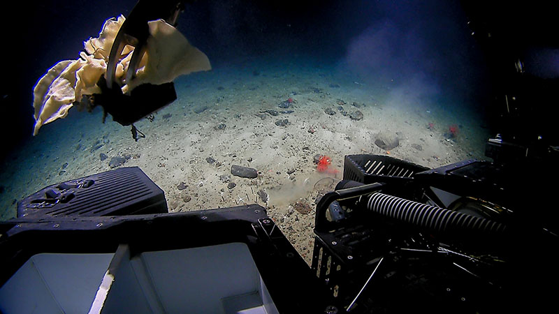 A leafy demosponge collected by Deep Discoverer during the fourth dive of Deep Connections 2019 expedition.