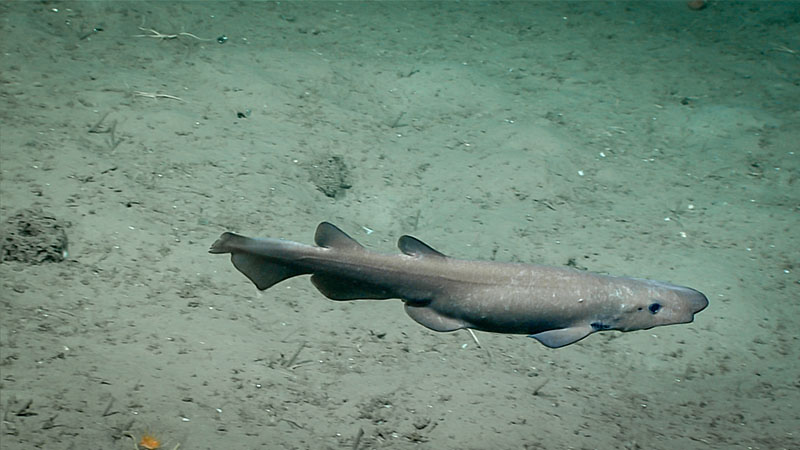 A dogshark seen during the fourth dive of Deep Connections 2019 expedition.