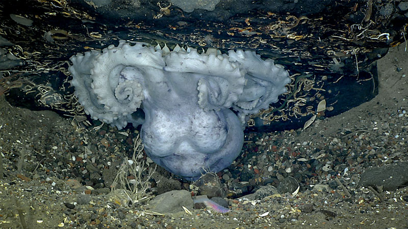 Graneledone sp. octopus seen brooding her eggs during the fourth dive of Deep Connections 2019 expedition.