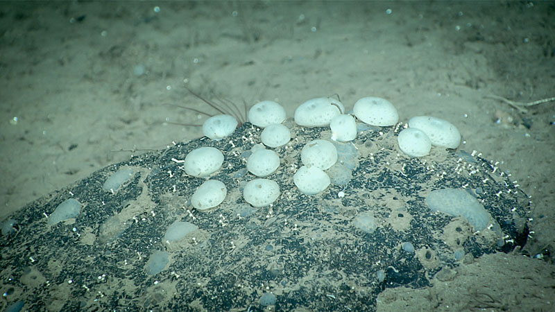 An aggregation of small sponges seen during the fourth dive of Deep Connections 2019 expedition.