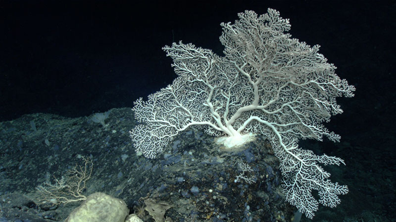A pink coral (Corallium sp.) on a rock outcropping, as seen at Retriever Seamount.