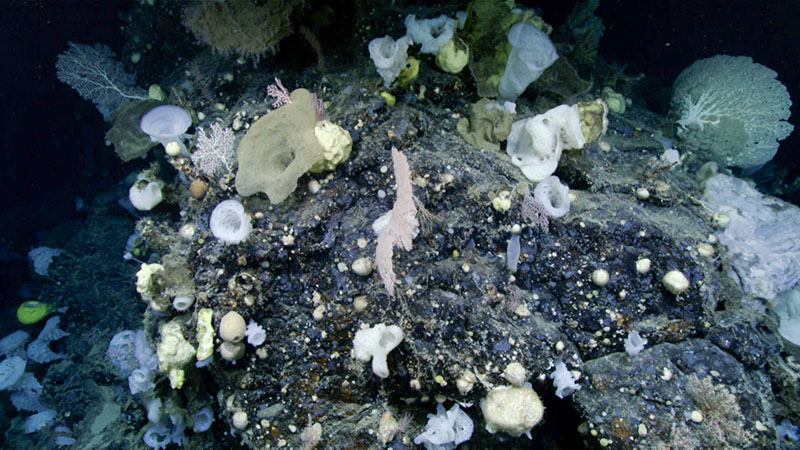 A stunning array of corals and sponges adorned most areas explored during dive 9 of the Deep Connections 2019 expedition on Retriever Seamount. The high diversity and density seen here was characteristic of the entire dive.