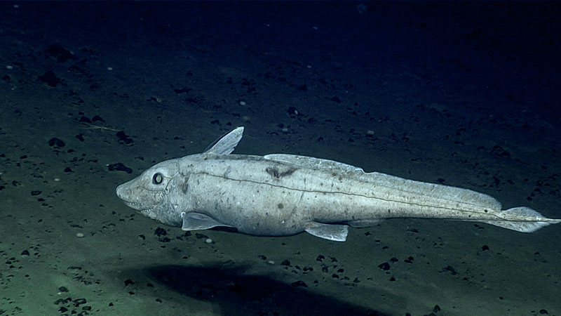 A chimera seen swimming near the seafloor during the first midwater transect of Dive 10 of the Deep Connections 2019 expedition.