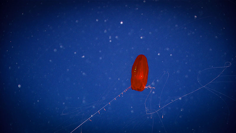 This potentially undescribed cidippid ctenophore was seen floating gracefully in the water column during dive 10 of the Deep Connections 2019 expedition.