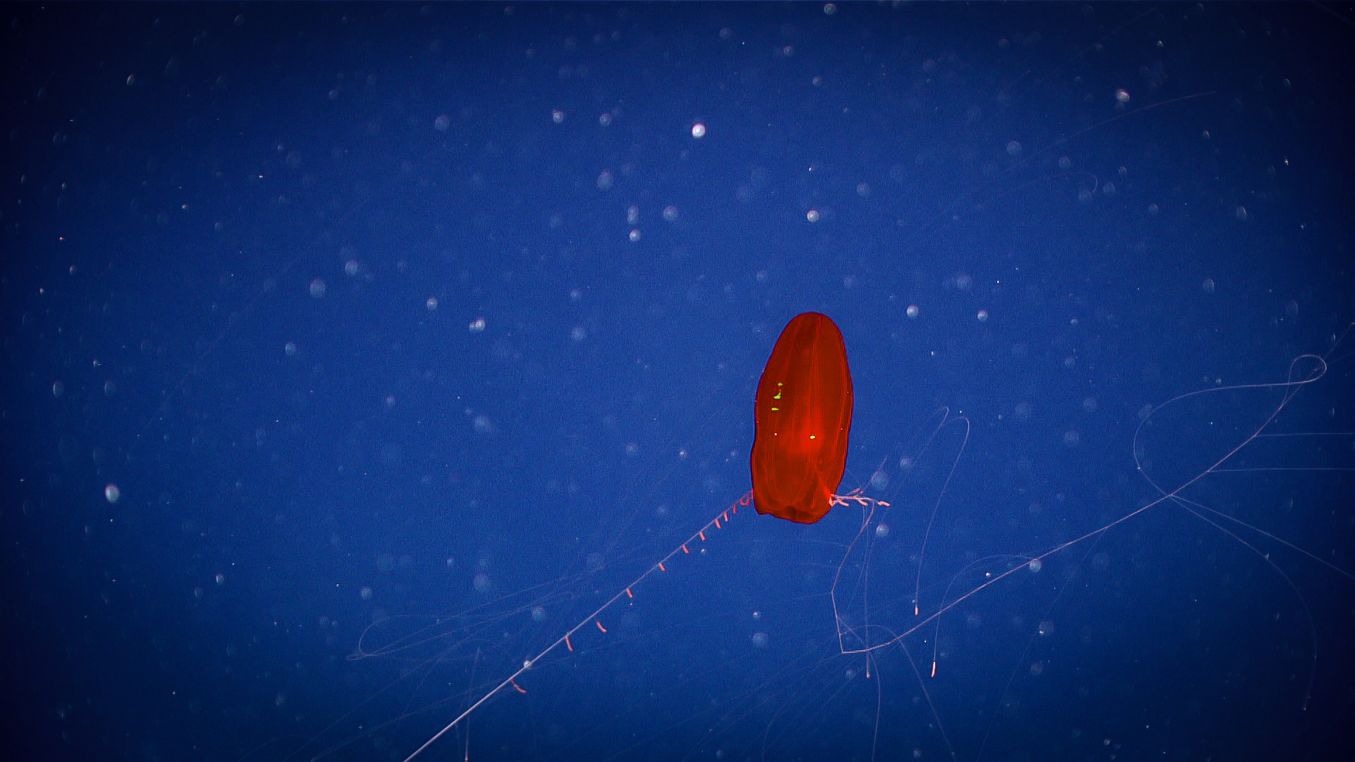 This potentially undescribed cidippid ctenophore was seen floating gracefully in the water column during dive 10 of the Deep Connections 2019 expedition.