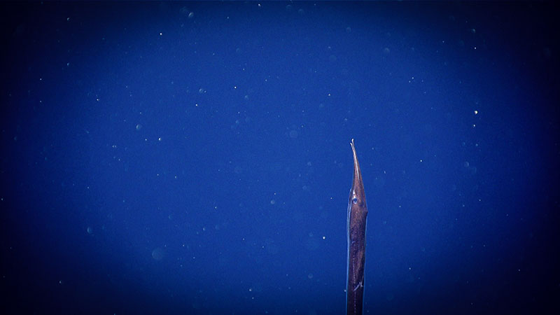 This sawtooth eel was spotted floating vertically in the water column during dive 10 of Deep Connections 2019 expedition. This fish is unique in having teeth that are fused into a single band down the center of the roof of its mouth, like a saw.