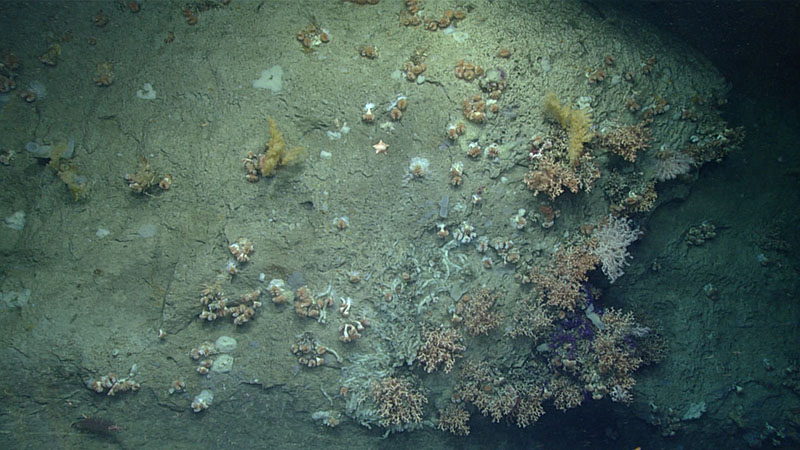 A dense community of corals and sponges, including cupcorals, Acanthogorgia sp. octocorals, and Lophelia pertusa hard corals, was seen towards the end of the dive at Veatch Canyon.