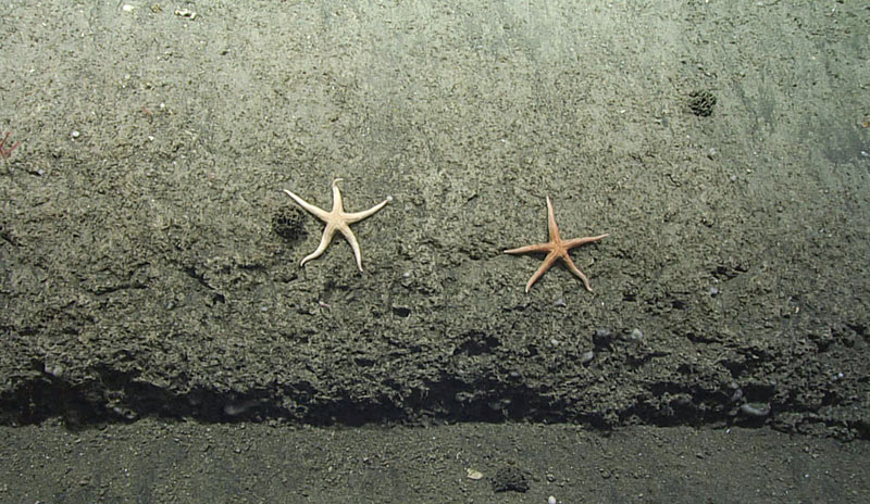 These sea stars (Neomorphaster foricpatus) were a common sight during the dive at Veatch Canyon.