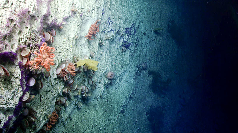 A diverse assemblage of invertebrates was documented on the canyon wall during dive 12 of the Deep Connections 2019 expedition. This assemblage included Novodinia sea stars, yellow octocorals, purple stoloniferous octocorals, flame scallops, and anemones.