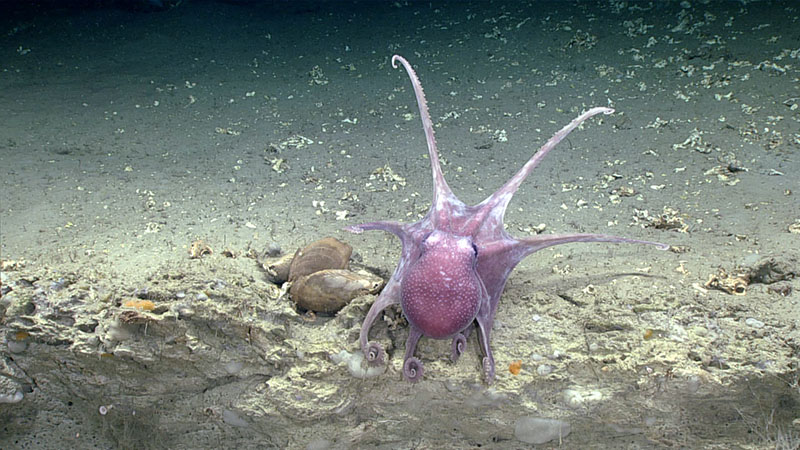 Warty octopus (Graneledone verrucosa) and shortfin squid (Illex illecebrosus) were observed during dive 12 of the Deep Connections 2019 expedition.