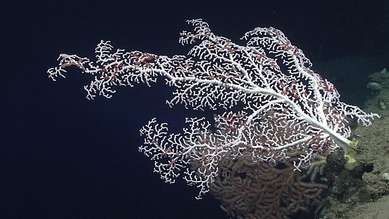 A large bubblegum coral (Paragorgia sp.) seen during dive 6 of Deep Connections 2019 expedition.