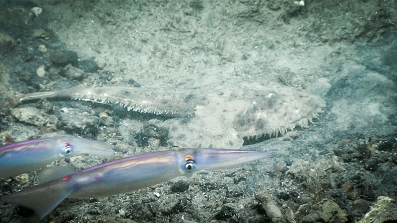 The dominant substrate of dive 7 of the Deep Connections 2019 expedition was poorly sorted gravel. Shortfin squid and a monkfish are seen resting on the seabed.