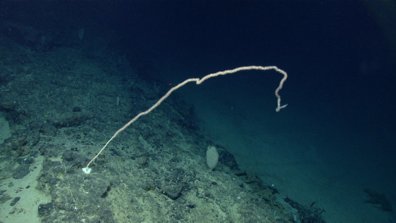 Reaching a length over 2 meters long, this whip-like bamboo coral colonized what appears to be an old pillow lava flow. Several such long bamboo corals were seen during dive 8 of the Deep Connections 2019 expedition.