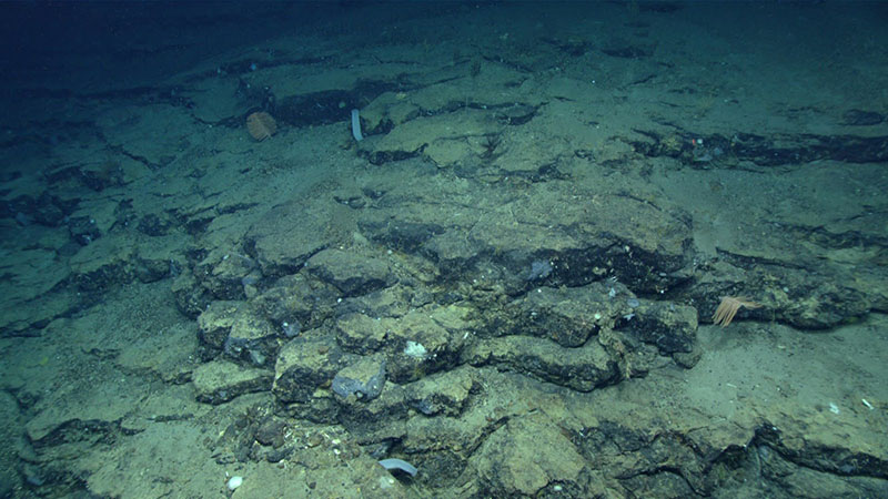 Slopes of manganese crusted basalt on Bear Seamount were characterized by a high diversity of deep-sea corals and sponges.