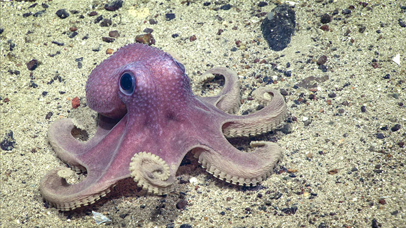 This Graneledone verrucosa octopus was seen on a steep sediment-covered slope on Bear Seamount during dive 8 of the Deep Connections 2019 expedition.