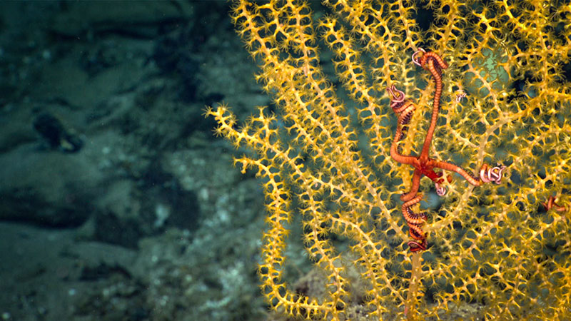 A snake star entwined itself tightly around the branches of an octocoral as seen on dive 8 of the Deep Connections 2019 expedition.