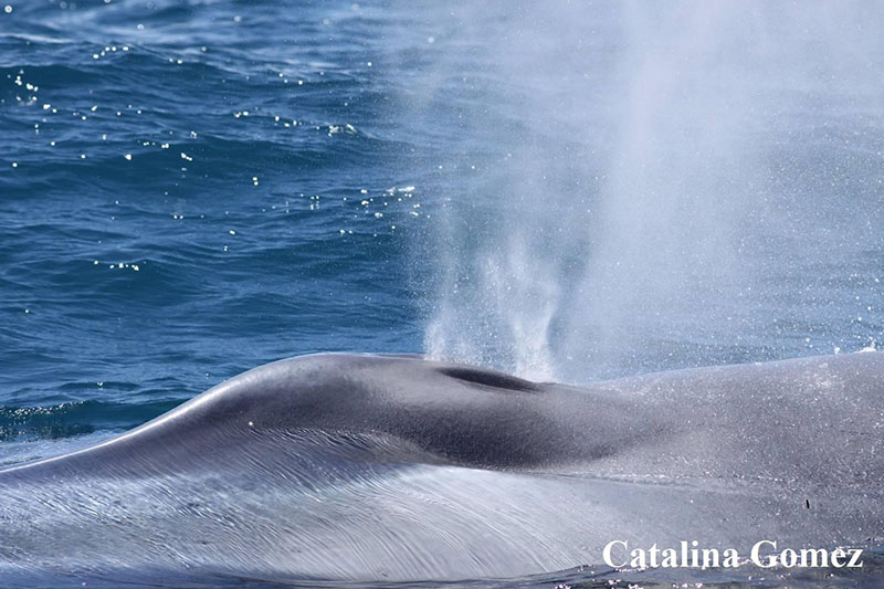 Blow from a blue whale.