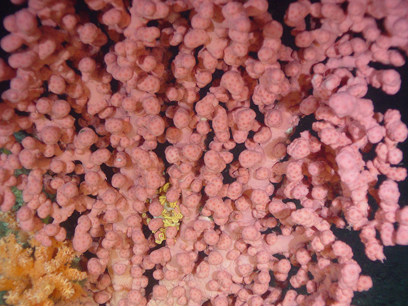 Deep-sea coral.
