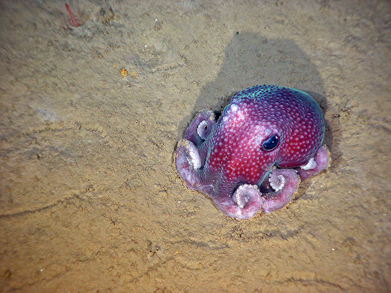 Deep-sea octopus resting on the seafloor.