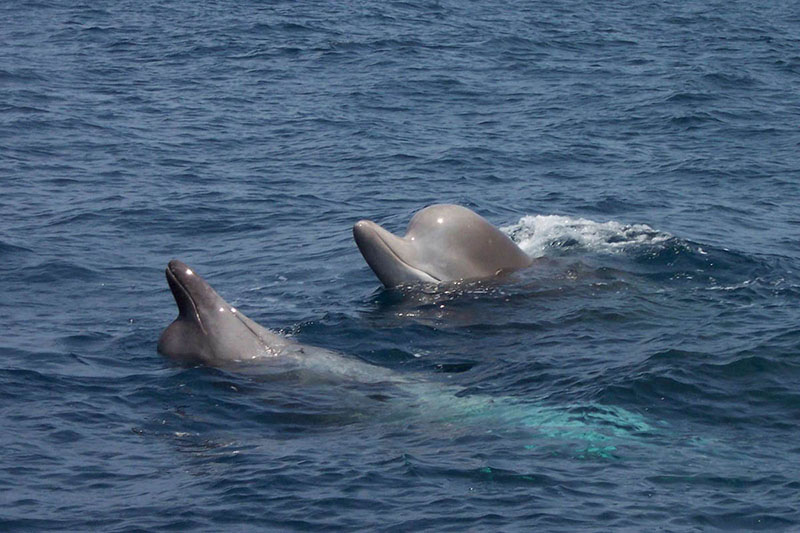Two northern bottlenose whales swimming in the water.