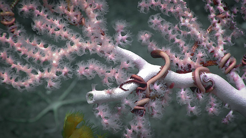 A bubblegum coral with associated snake stars documented during dive 1 in Gully Canyon.