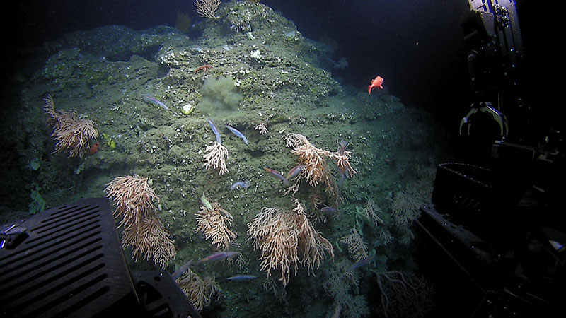 Shortfin squid swim among a cluster of corals during the fifth dive of Deep Connections 2019.
