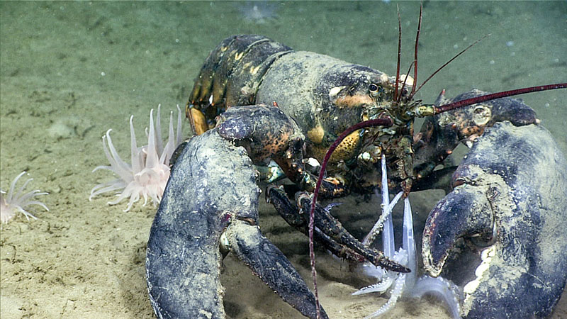 An American lobster (Homarus americanus) eating a squid during dive 3 of the Deep Connections 2019 expedition.