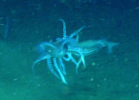 One squid attacking another during dive 3 of the Deep Connections 2019 expedition..