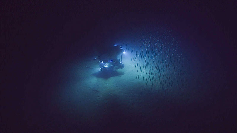 The shallowest depth that the ROV Deep Discoverer dives at is 250 meters, below the depth that severe storms have been measured to cause disturbances.