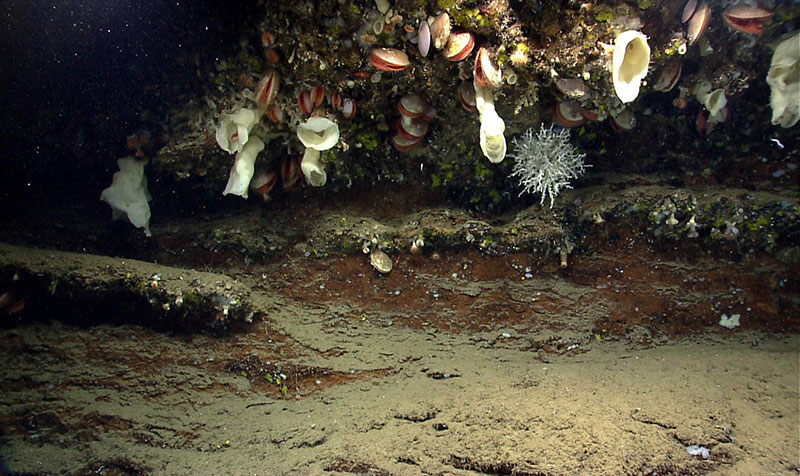 ROV Deep Discoverer took this photo in Kinlan Canyon in 2013. The dive track explored the northeastern wall of the canyon, and was composed of thinly layered bedding planes, with ledges populated with various fauna, including sponges, cup corals, octocorals, colonial scleractinians, bivalves, seastars, fish, anemones, zoanthids, shrimp, and a few urchins. Image courtesy of the NOAA Office of Ocean Exploration and Research, Northeast U.S. Canyons Expedition 2013.