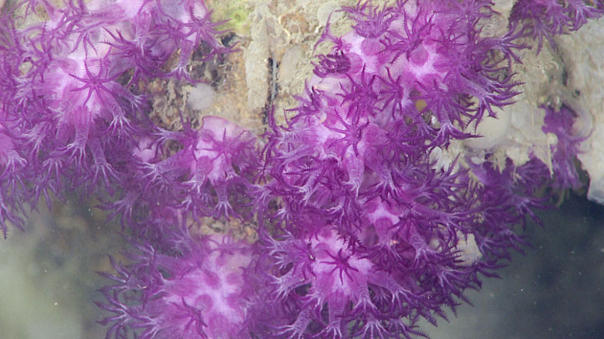Clavularia, here seen during dive 6 of Deep Connections 2019, is a stoloniferous octocoral that grows in ribbons and mats over rock or skeletons of coral or sponges. The purple color is due to a pigment in the soft tissue and the white is reflections from sclerites. Image courtesy of the NOAA Office of Ocean Exploration and Research, Deep Connections 2019.