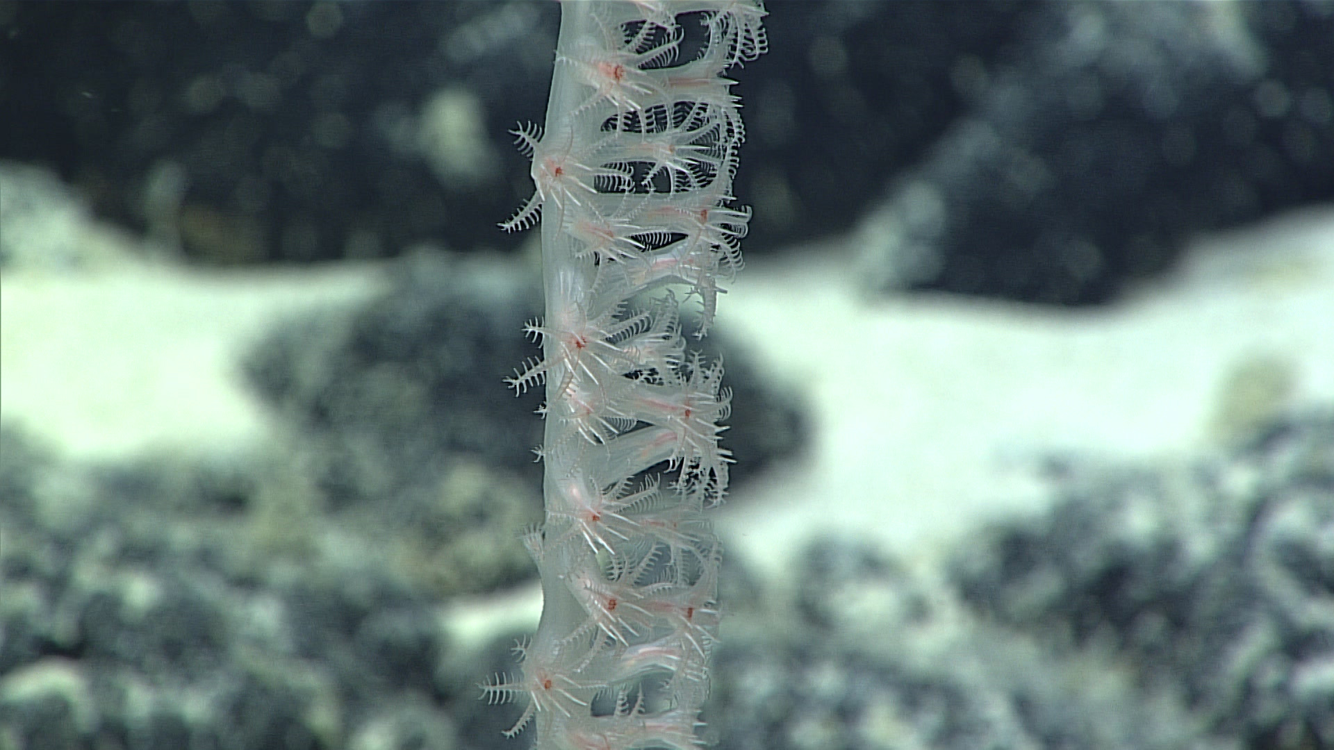 What Is A Sclerite Deep Connections 2019 Exploring Atlantic Canyons