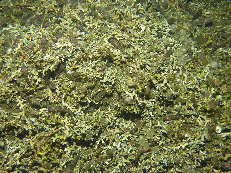These exposed fossil Lophelia pertusa remains were documented on the Namibian coral mounds. These mounds are considered inactive due to the presence of little-to-no live corals within this mound province off the coast of Namibia. The current system that supplies the necessary oxygen levels to these corals was shut down, halting production of mound development. Image courtesy of remotely operated vehicle Squid, MARUM (Center for Marine Environmental Sciences), University of Bremen.